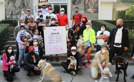 De ser alcalde, Víctor Hugo Romo promete ayudar a 5 millones de perros en la Miguel Hidalgo