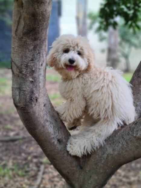 Mil millones de bolsas de plástico para perros mexicanos