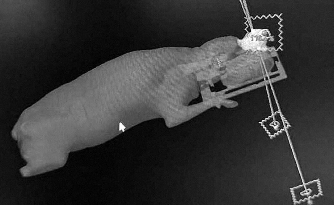 Un lomito fue sometido a radioterapia en un hospital público en Chile. Foto: Especial