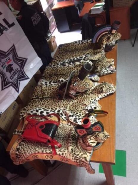 Aseguran adornos de danzante hechos con jaguares en Tepotzotlán, Edomex