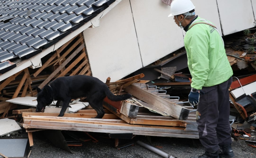 Elsa, una perra socorrista, busca sobrevivientes tras el sismo en Japón. Foto: EFE