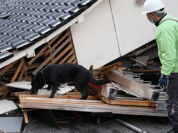 Elsa, la perrita socorrista que busca sobrevivientes tras el sismo en Japón