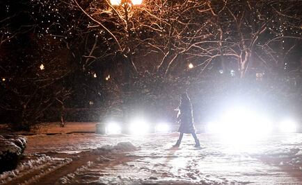 'Matan' perros callejeros para limpiar ciudades rusas donde se jugará Mundial 2018