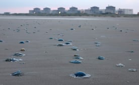 Plaga de medusas obliga a detener reactores de central nuclear en Francia; aumento de temperaturas en océanos impulsa proliferación