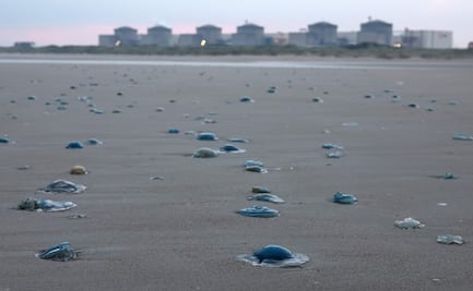 Plaga de medusas obliga a detener reactores de central nuclear en Francia; aumento de temperaturas en océanos impulsa proliferación