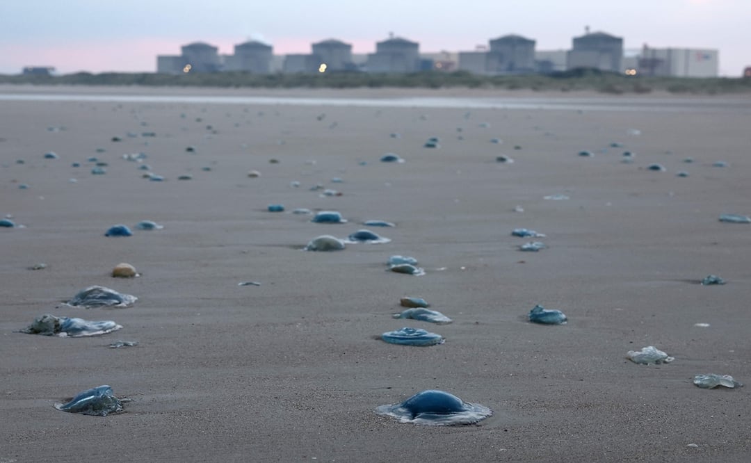 Gravelines, la mayor central nuclear de Europa occidental, situada a orillas del mar del Norte, ya se había enfrentado al mismo problema exactamente hace un año. Foto: AFP