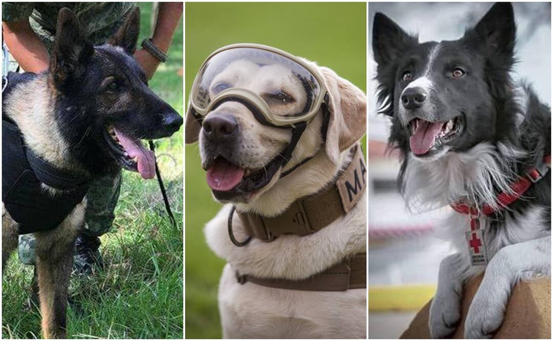 Proteo, Frida y Athos, perritos rescatistas / Foto: Agencias, EL UNIVERSAL y redes sociales