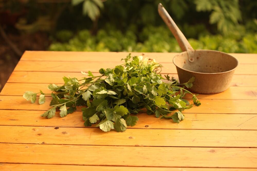 La infusión de cilantro te alivia las molestias causadas por comer en exceso. (Fotos: Pixabay)