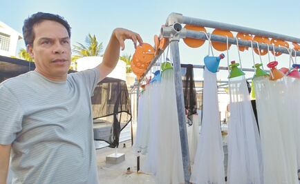 Alertan baja de desove de corales en Caribe mexicano