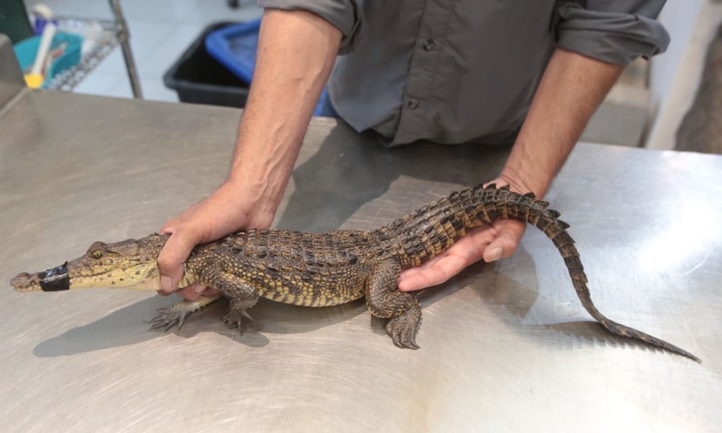 El director de Vida Silvestre de la Secretaría de Medio Ambiente señaló que se trata de una especie introducida que no habita naturalmente en la región. Foto: Especial