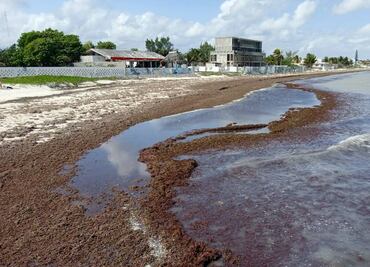 "Megacinturón" de sargazo en el Atlántico llega a cantidad récord de 13 millones de toneladas