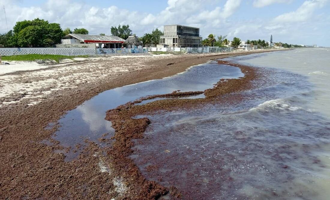 Las costas de Yucatán se han visto afectadas por el sargazo proveniente del Atlántico. Foto: Yazmín Rodríguez/EL UNIVERSAL
