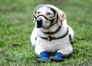 Embajador de Japón pregunta por la perrita rescatista "Frida" del sismo 19S