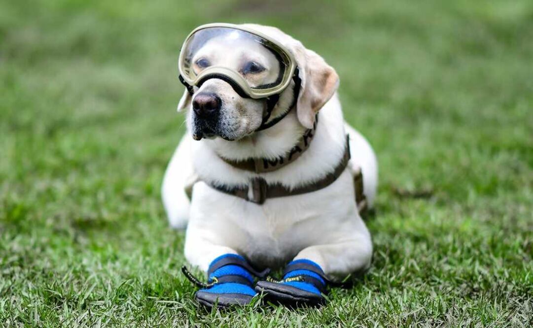 Embajador de Japón pregunta por la perrita rescatista "Frida" del sismo 19S