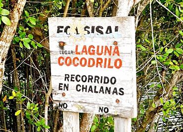 Hallan un cocodrilo moreletti desollado y muerto en Yucatán