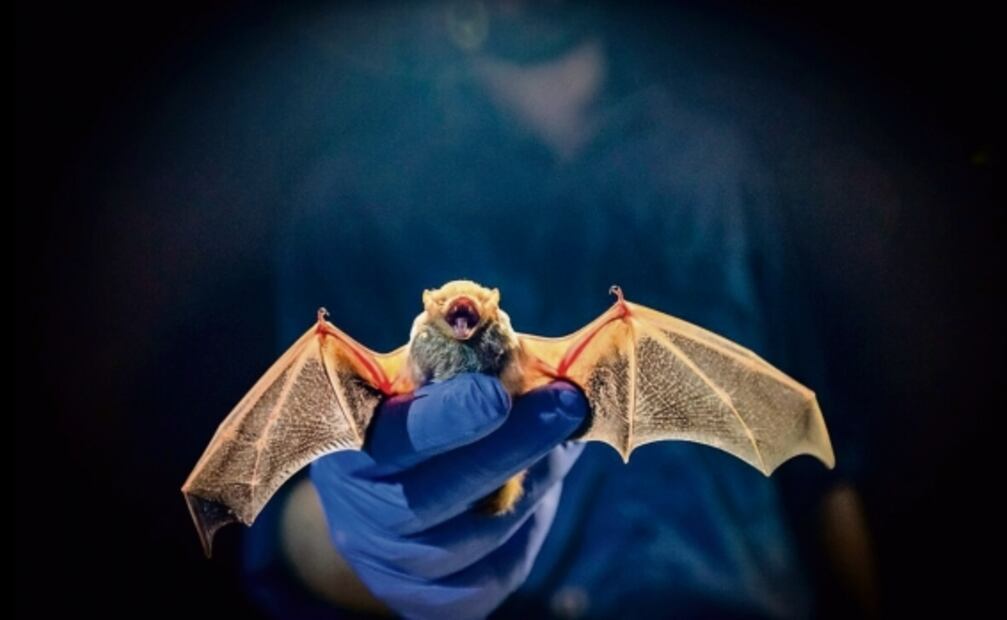 Alertan porque cada vez más virus animales saltan a humanos