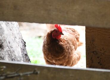 OMS asegura que no hay indicios de transmisión de la gripe aviar persona a persona; brote se mantiene en aves