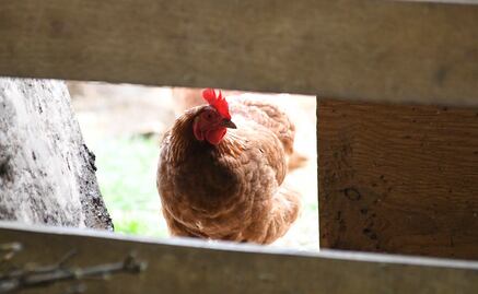 OMS asegura que no hay indicios de transmisión de la gripe aviar persona a persona; brote se mantiene en aves 