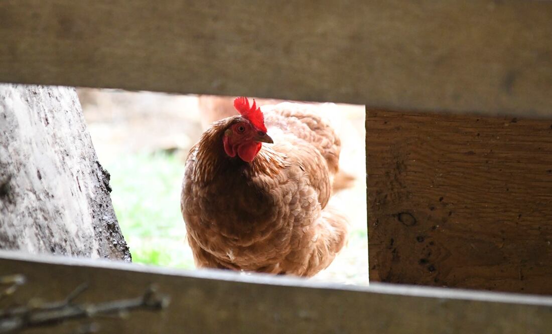 "En 2024 hubo varios cambios relevantes respecto a estos virus, y este año seguramente habrá más", afirmó el especialista . Foto: AP