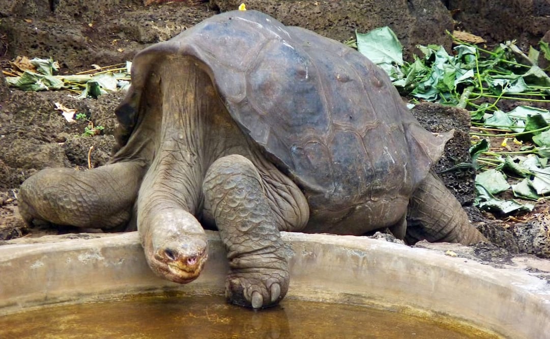 Fotografía de marzo del 2010, donde se observa el cansancio y deterioro del Solitario George. El longevo reptil vivió sus últimos momentos en el Centro de Crianza de la Estación Científica Charles Darwin de las Galápagos y duró casi toda su vida sin la compañía de su especie. Foto: Wikimedia Commons.