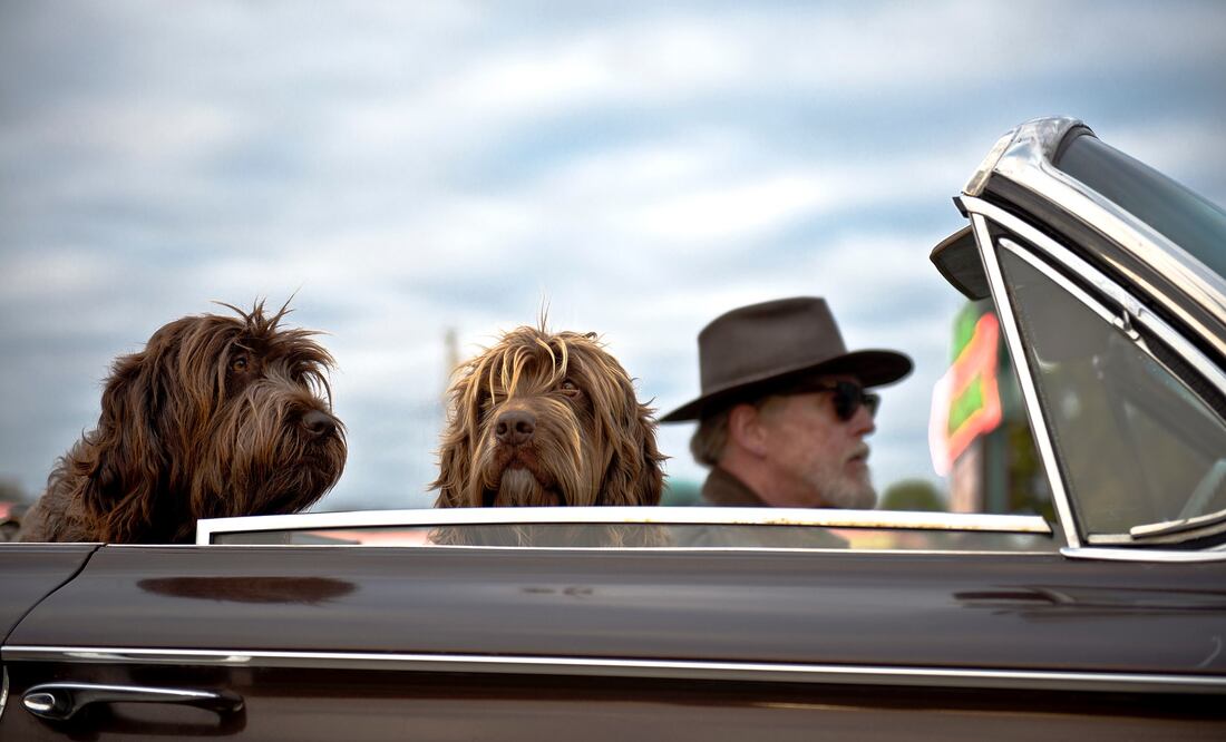 Viajar con mascotas es una gran responsabilidad, incluso con la limpieza de nuestro auto (Crédito: Pixabay)