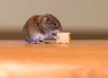¿Cuánto tiempo puede sobrevivir un ratón sin comida y agua?