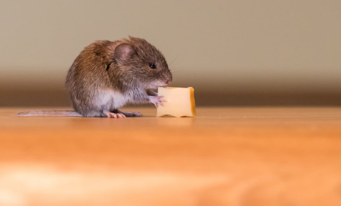 ¿Cuánto tiempo pueden pasar los ratones sin comer ni beber agua? Foto: Canva