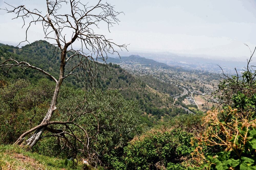 La zona boscosa de Tlalpan es un área donde grupos de buscadoras rastrean a sus desaparecidos. Foto: Diego Simón Sánchez / El Universal