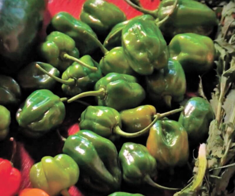 La transmisión es hoy (17:30 horas) además por Facebook y YouTube. Foto: Canal 14