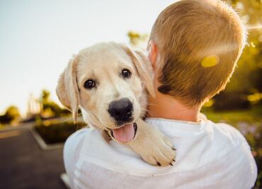 Día del Perro 2025: las mejores ideas para celebrar con tu mejor amigo este 21 de julio; IA responde