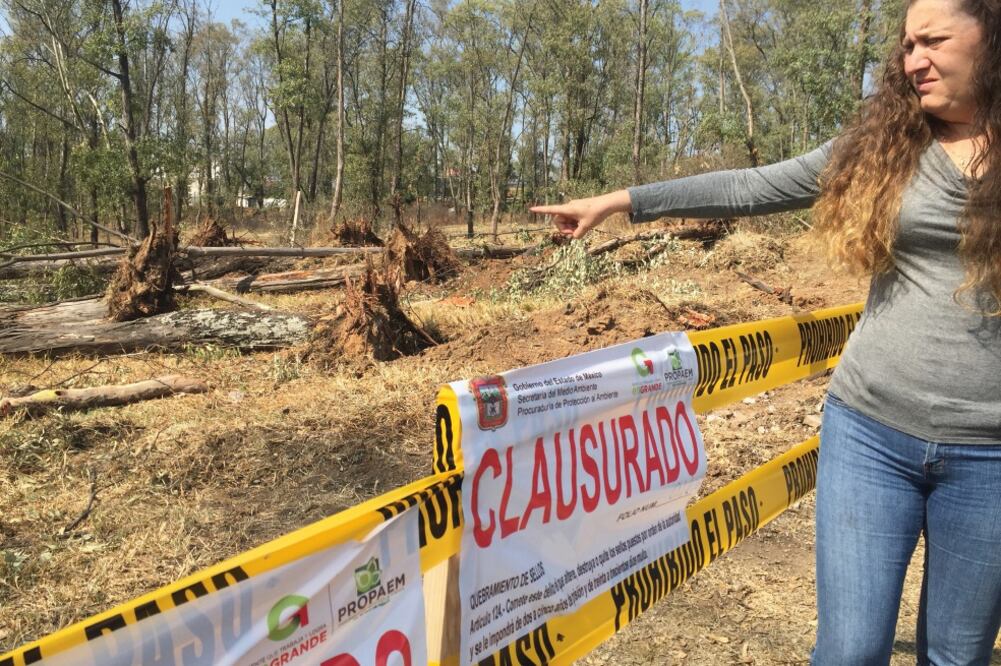 Los constructores pretendían derribar cerca de 400 árboles adultos, de los cuales lograron talar 14 en una superficie de 600 metros cuadrados (REBECA JIMÉNEZ. EL UNIVERSAL)
