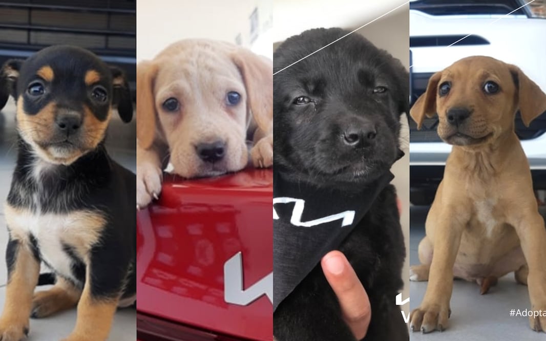 Agencia KIA ayudó a que 14 perritos de la calle encontraran un nuevo hogar