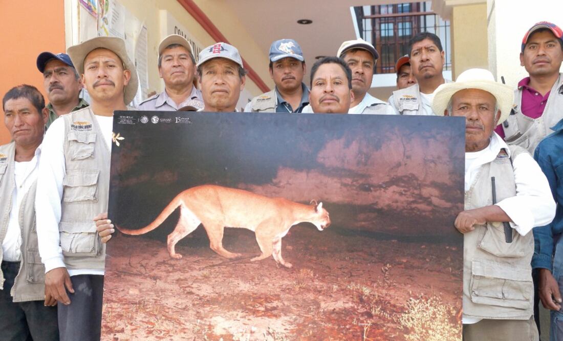 Con las cámaras de fototrampeo instaladas por la Conanp y los recorridos de los comuneros se ha constatado la presencia de jaguares, pumas, linces, tigrillos y venados en la zona; sin embargo, reconocen que la falta de herramientas para realizar su labor.