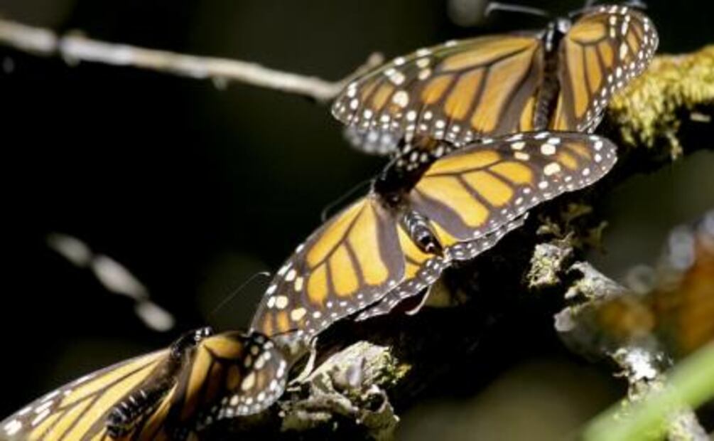 Monarca. Bellezas aladas llegan a Biosfera del Edomex