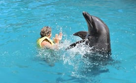 Profepa clausura Dolphinaris Cancún por condiciones de delfines; exige garantizar su bienestar para reapertura