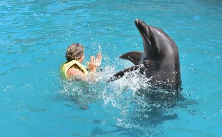 Profepa clausura Dolphinaris Cancún por condiciones de delfines; exige garantizar su bienestar para reapertura