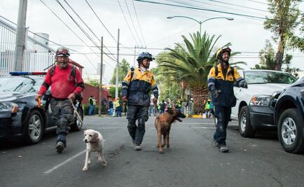 Conoce a los perros rescatistas de la UNAM
