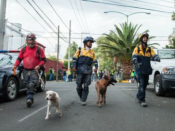 Conoce a los perros rescatistas de la UNAM