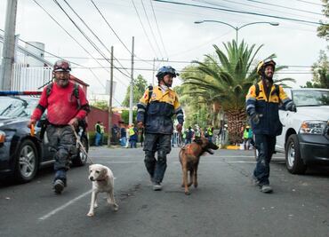 Conoce a los perros rescatistas de la UNAM