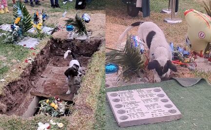 ¡Juntos hasta el final! Así fue como un perrito se despidió de su dueño en su funeral; video conmueve las redes sociales