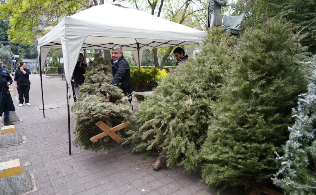La alcaldía Miguel Hidalgo pone en marcha 9 centros de acopio para arboles de Navidad naturales (07/01/2025). Foto: Especial