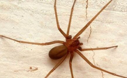 Muere hombre por picadura de araña violinista en Guanajuato