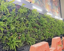 Colocan dos muros verdes en la estación Xola del STC