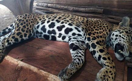 Profepa investiga muerte de jaguar en Q. Roo