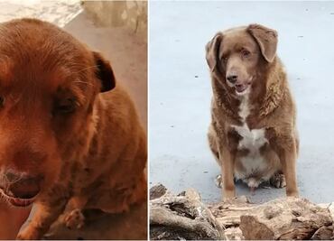 Bobi, el perro más viejo del mundo que vive en Portugal