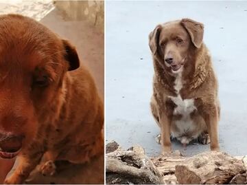 Bobi, el perro más viejo del mundo que vive en Portugal