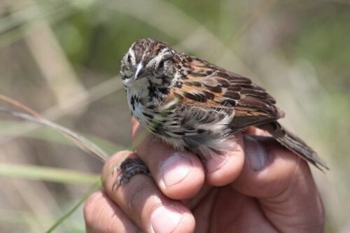 Gorrión. Foto: Archivo EL UNIVERSAL