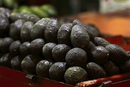 Michoacán reanuda exportación de aguacate a EU; productores retoman corte y empaque tras tres días de suspensión
