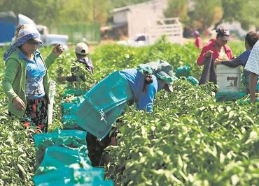 Suman 6 niños de jornaleros internados por neumonía en Guasave, Sinaloa