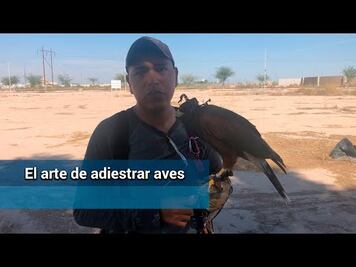 Cetrería. Un oficio poco conocido